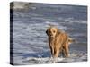 Golden Retriever in Pacific Ocean-Lynn M^ Stone-Stretched Canvas