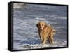 Golden Retriever in Pacific Ocean-Lynn M^ Stone-Framed Stretched Canvas