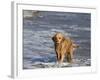 Golden Retriever in Pacific Ocean-Lynn M^ Stone-Framed Photographic Print