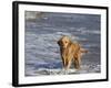 Golden Retriever in Pacific Ocean-Lynn M^ Stone-Framed Photographic Print