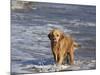 Golden Retriever in Pacific Ocean-Lynn M^ Stone-Mounted Photographic Print