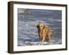 Golden Retriever in Pacific Ocean-Lynn M^ Stone-Framed Photographic Print