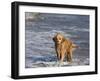 Golden Retriever in Pacific Ocean-Lynn M^ Stone-Framed Photographic Print