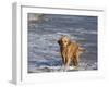 Golden Retriever in Pacific Ocean-Lynn M^ Stone-Framed Photographic Print