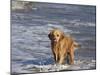 Golden Retriever in Pacific Ocean-Lynn M^ Stone-Mounted Photographic Print