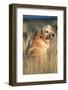 Golden Retriever in Prairie Grass-W. Perry Conway-Framed Photographic Print