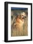 Golden Retriever in Prairie Grass-W. Perry Conway-Framed Photographic Print