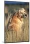 Golden Retriever in Prairie Grass-W. Perry Conway-Mounted Photographic Print