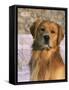 Golden Retriever in Snow (Canis Familiaris) Illinois, USA-Lynn M. Stone-Framed Stretched Canvas