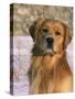 Golden Retriever in Snow (Canis Familiaris) Illinois, USA-Lynn M. Stone-Stretched Canvas