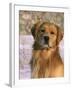 Golden Retriever in Snow (Canis Familiaris) Illinois, USA-Lynn M. Stone-Framed Photographic Print