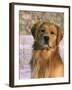 Golden Retriever in Snow (Canis Familiaris) Illinois, USA-Lynn M. Stone-Framed Photographic Print