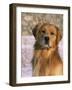 Golden Retriever in Snow (Canis Familiaris) Illinois, USA-Lynn M. Stone-Framed Photographic Print