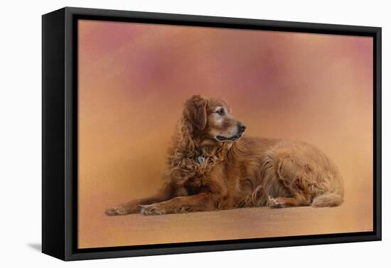Golden Retriever in the Setting Sun-Jai Johnson-Framed Stretched Canvas