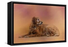 Golden Retriever in the Setting Sun-Jai Johnson-Framed Stretched Canvas