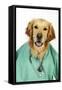 Golden Retriever in Vets Scrubs and Stethoscope-null-Framed Stretched Canvas