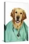 Golden Retriever in Vets Scrubs and Stethoscope-null-Stretched Canvas