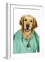 Golden Retriever in Vets Scrubs and Stethoscope-null-Framed Photographic Print