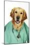Golden Retriever in Vets Scrubs and Stethoscope-null-Mounted Photographic Print