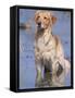 Golden Retriever in Water, USA, North America-Lynn M. Stone-Framed Stretched Canvas