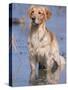 Golden Retriever in Water, USA, North America-Lynn M. Stone-Stretched Canvas