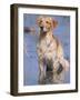 Golden Retriever in Water, USA, North America-Lynn M. Stone-Framed Photographic Print