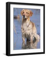 Golden Retriever in Water, USA, North America-Lynn M. Stone-Framed Photographic Print