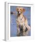 Golden Retriever in Water, USA, North America-Lynn M. Stone-Framed Photographic Print