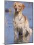 Golden Retriever in Water, USA, North America-Lynn M. Stone-Mounted Photographic Print