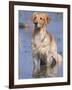 Golden Retriever in Water, USA, North America-Lynn M. Stone-Framed Photographic Print