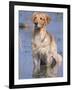 Golden Retriever in Water, USA, North America-Lynn M. Stone-Framed Photographic Print