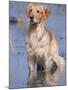 Golden Retriever in Water, USA, North America-Lynn M. Stone-Mounted Photographic Print