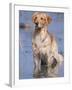 Golden Retriever in Water, USA, North America-Lynn M. Stone-Framed Photographic Print