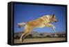 Golden Retriever Leaping-DLILLC-Framed Stretched Canvas