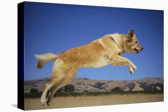 Golden Retriever Leaping-DLILLC-Stretched Canvas