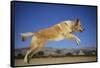 Golden Retriever Leaping-DLILLC-Framed Stretched Canvas