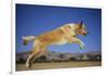 Golden Retriever Leaping-DLILLC-Framed Photographic Print