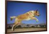 Golden Retriever Leaping-DLILLC-Framed Photographic Print