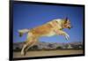 Golden Retriever Leaping-DLILLC-Framed Photographic Print