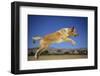 Golden Retriever Leaping-DLILLC-Framed Photographic Print