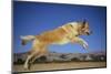 Golden Retriever Leaping-DLILLC-Mounted Photographic Print