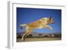 Golden Retriever Leaping-DLILLC-Framed Photographic Print