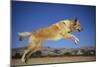 Golden Retriever Leaping-DLILLC-Mounted Photographic Print