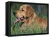 Golden Retriever Lieing in Grass, Us-Lynn M. Stone-Framed Stretched Canvas