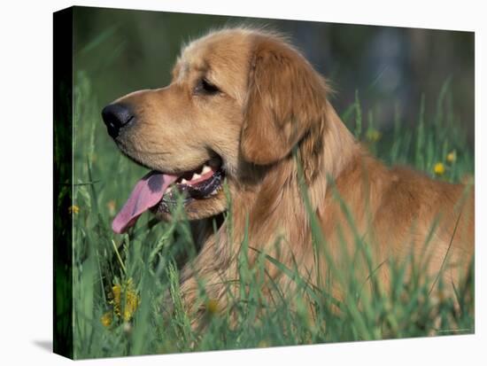 Golden Retriever Lieing in Grass, Us-Lynn M. Stone-Stretched Canvas