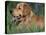 Golden Retriever Lieing in Grass, Us-Lynn M. Stone-Stretched Canvas