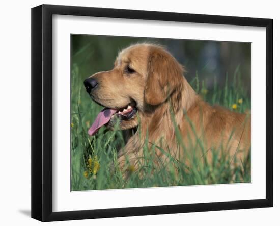 Golden Retriever Lieing in Grass, Us-Lynn M. Stone-Framed Photographic Print