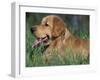 Golden Retriever Lieing in Grass, Us-Lynn M. Stone-Framed Photographic Print