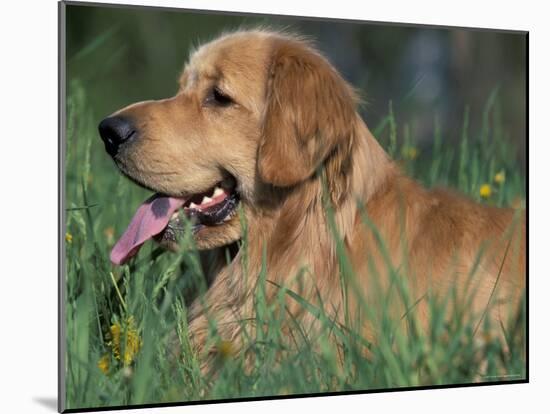 Golden Retriever Lieing in Grass, Us-Lynn M. Stone-Mounted Photographic Print