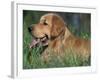 Golden Retriever Lieing in Grass, Us-Lynn M. Stone-Framed Photographic Print